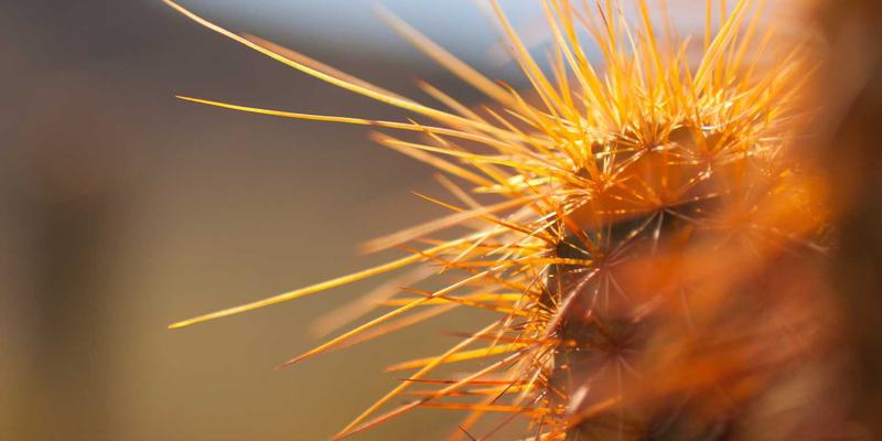 军迷与黑狼帮的硬核选择：户外摄影装备防护与便携实战方案