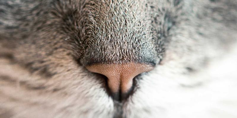 户外炊具系统轻量化革命：钛合金与折叠设计如何优化背包空间与烹饪效率