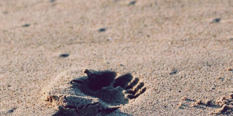 户外炊具终极对决：轻量化vs多功能，军迷与战术装备爱好者如何选择？